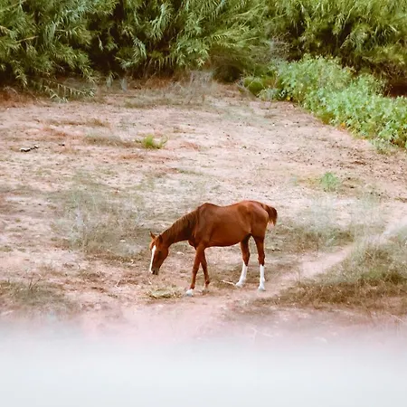 Διαμέρισμα Chania Grand Nature